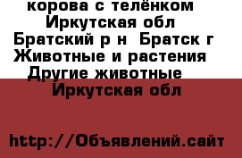 корова с телёнком - Иркутская обл., Братский р-н, Братск г. Животные и растения » Другие животные   . Иркутская обл.